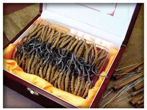 四方台冬虫夏草回收